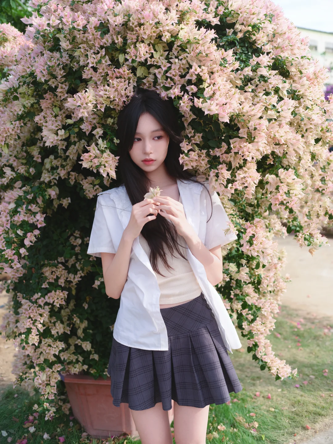 一颗三角梅就有各种角度