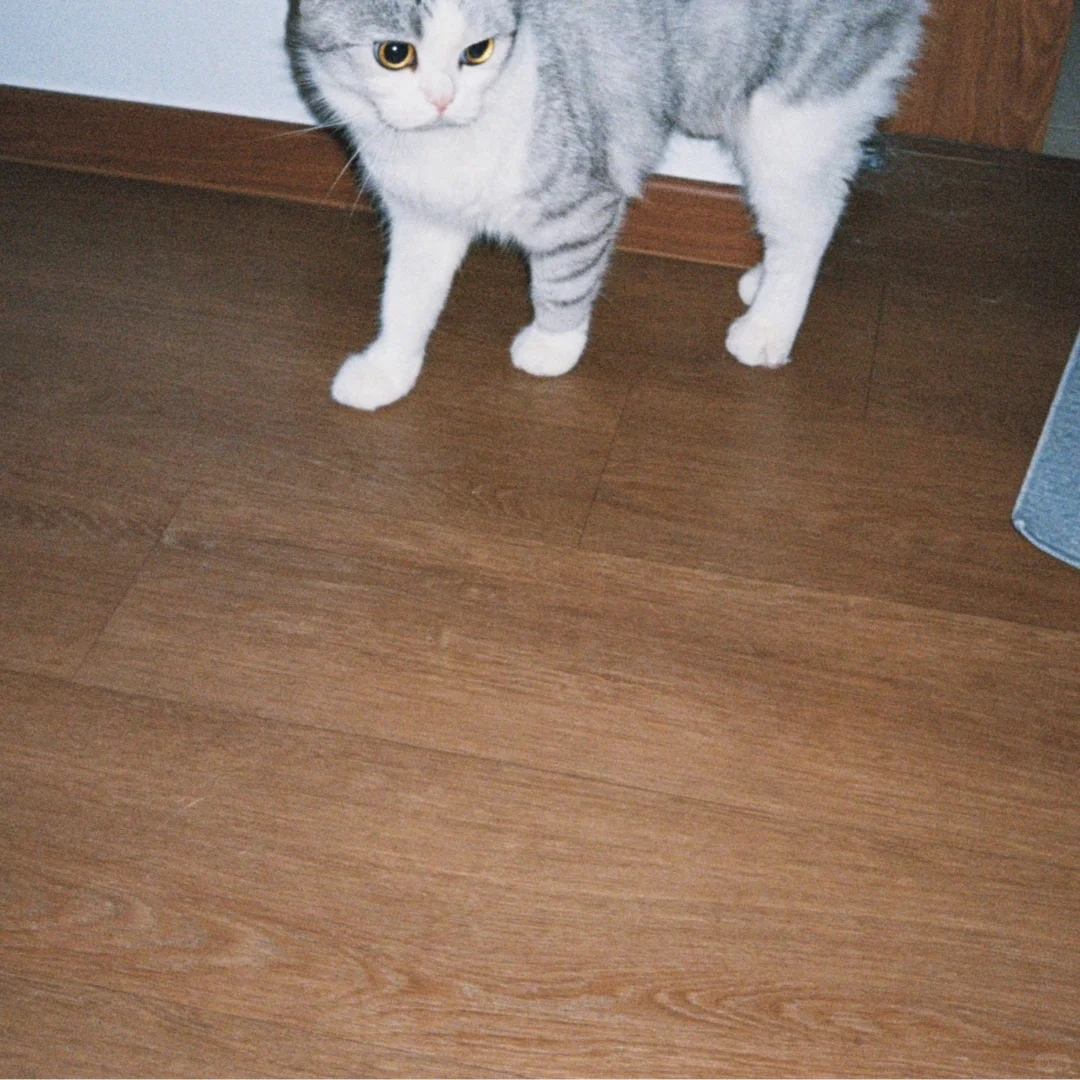 🎞️小猫咪私房照