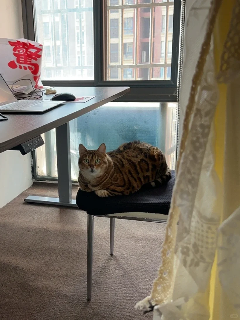 蟒姐｜狐媚子劲这玩意是天生的