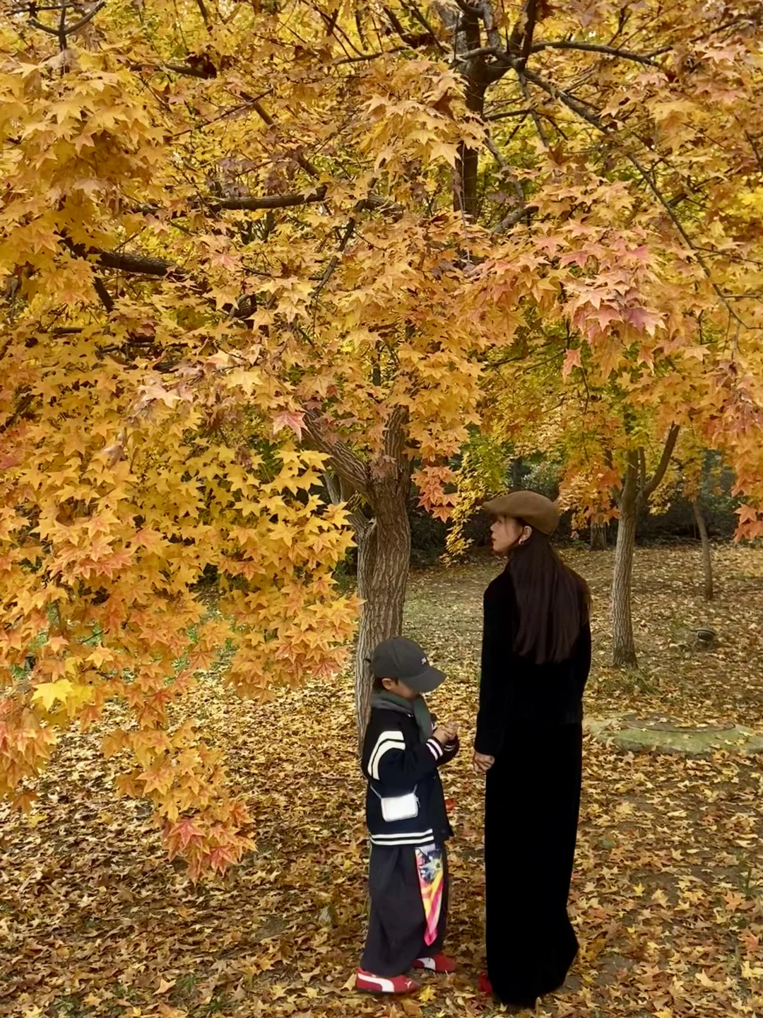 11.8实况！青岛最适合拍人像的枫叶🍁！
