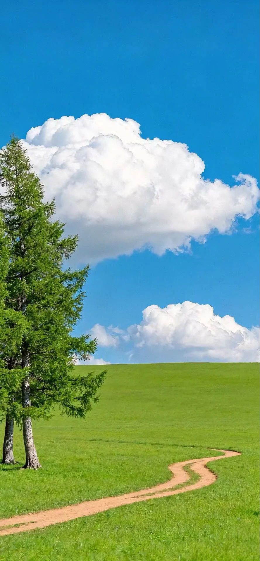 手机壁纸｜💚绿色清新护眼壁纸