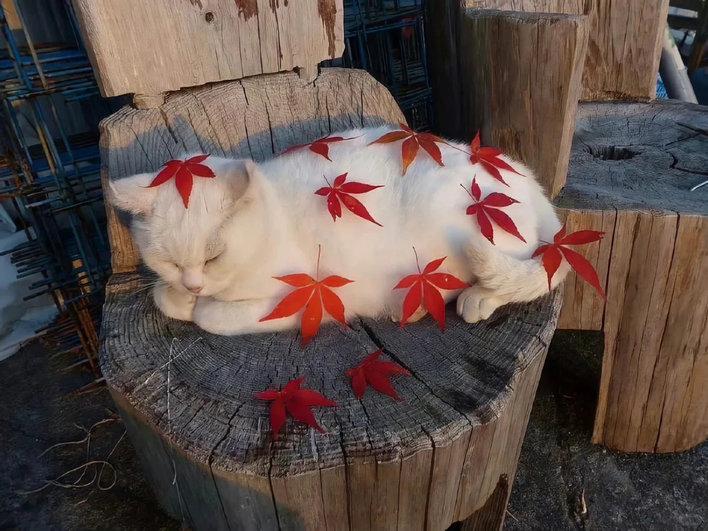 IPAD里的的秋天🍂