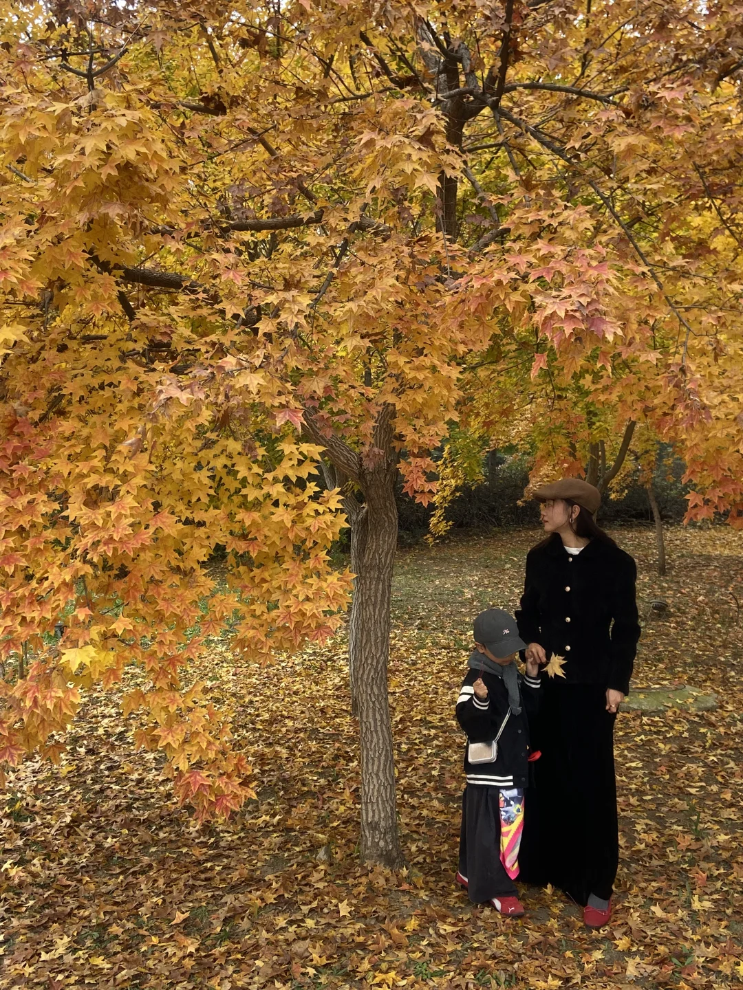 11.8实况！青岛最适合拍人像的枫叶🍁！