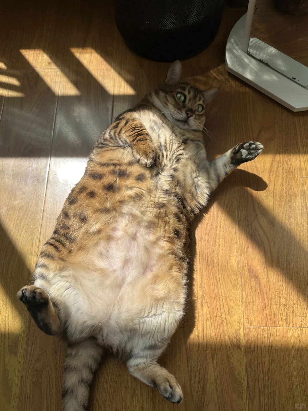 蟒姐｜狐媚子劲这玩意是天生的