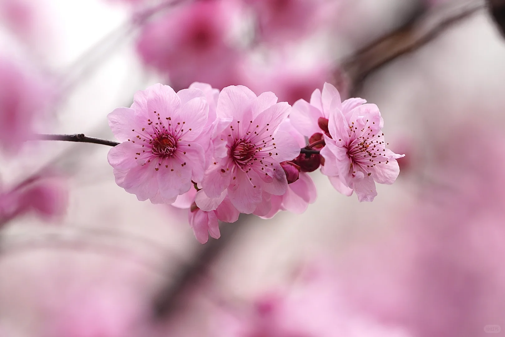 绯色流年｜美人梅（三）