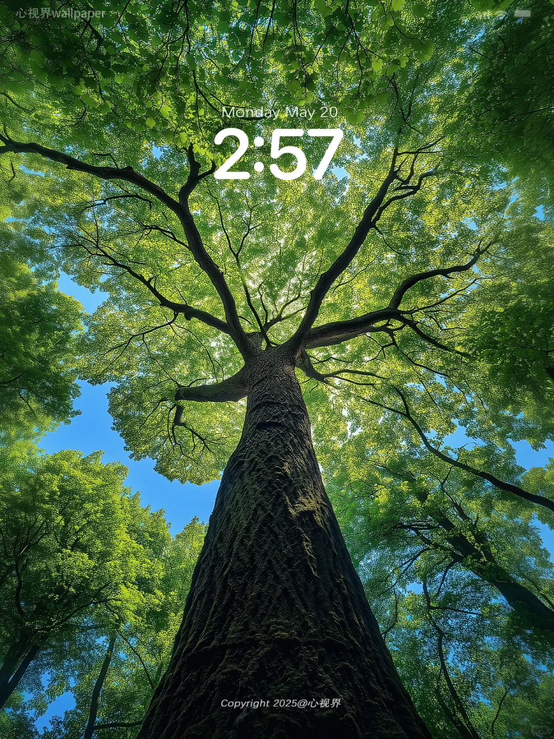 “生命总是向上生长🌳” | 079壁纸