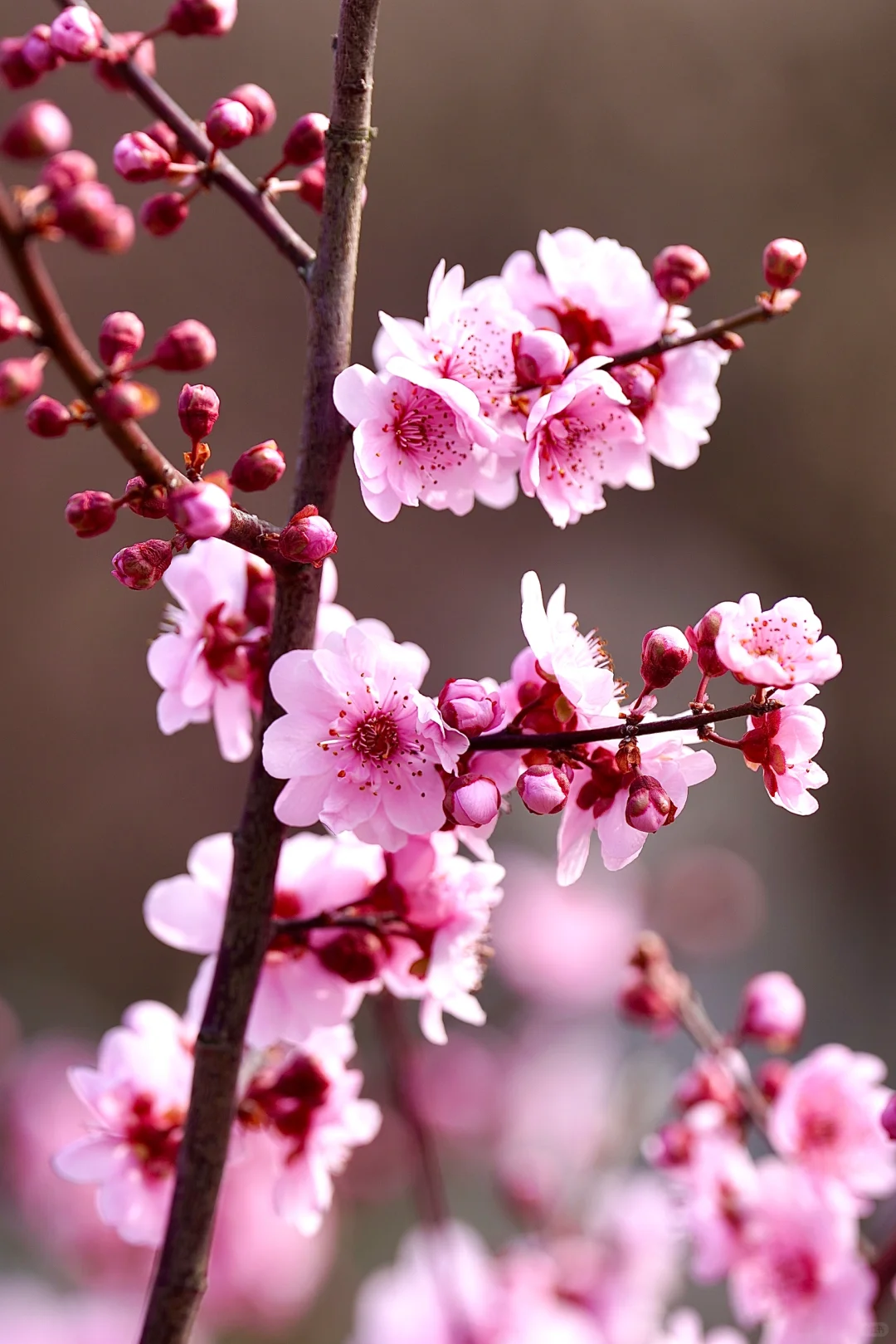 绯色流年｜美人梅（三）