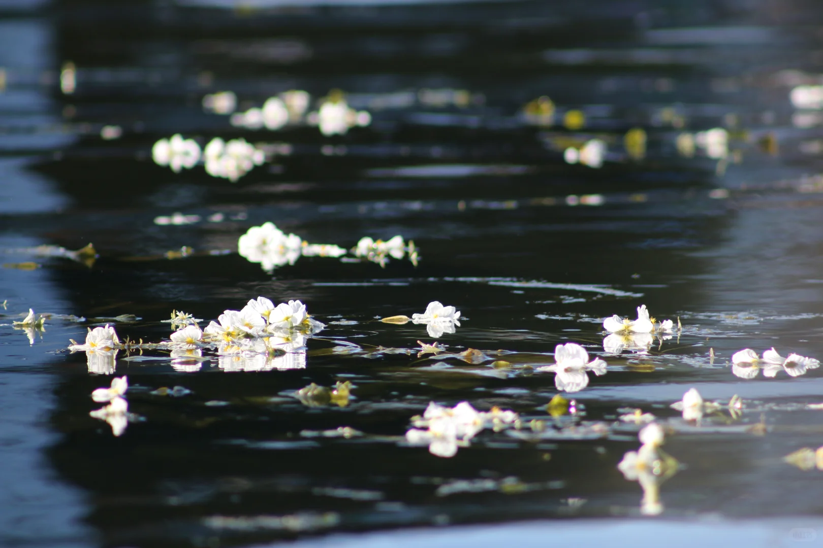 申请成为你的ipad壁纸！🩵🫧