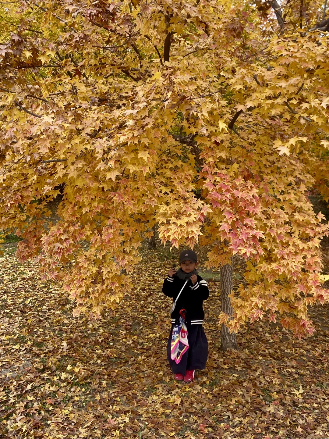 11.8实况！青岛最适合拍人像的枫叶🍁！