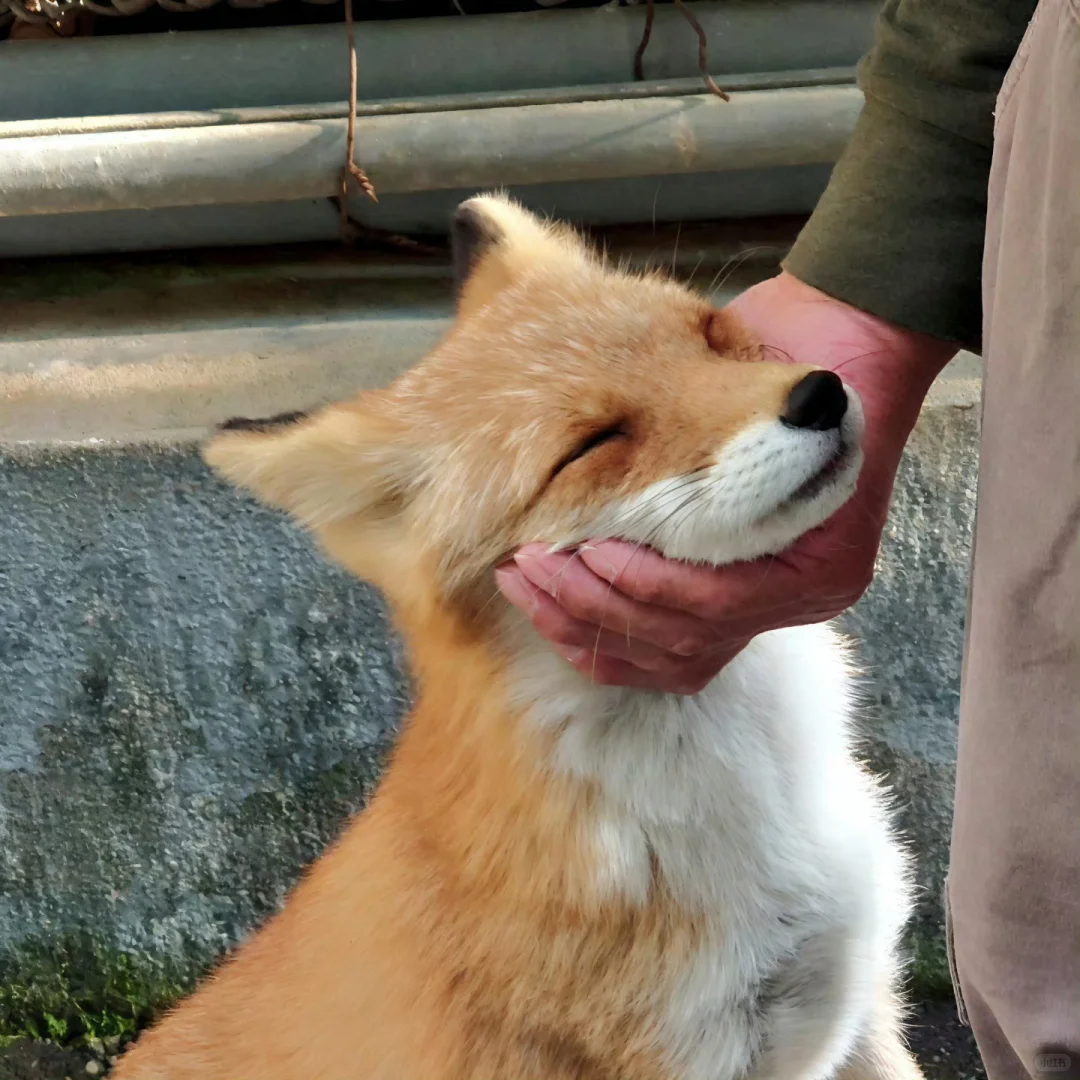 一般人刷不到的头像