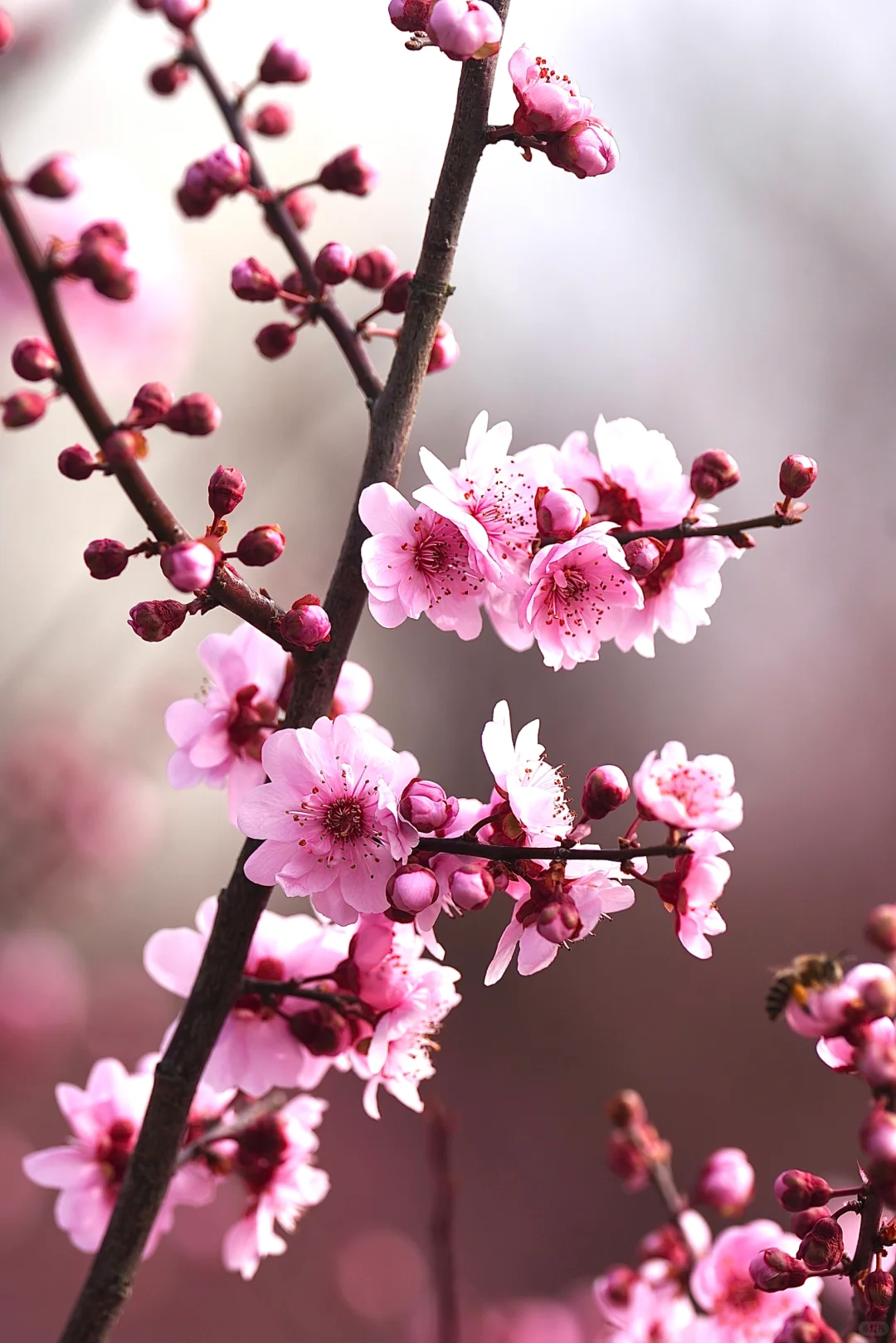 绯色流年｜美人梅（三）