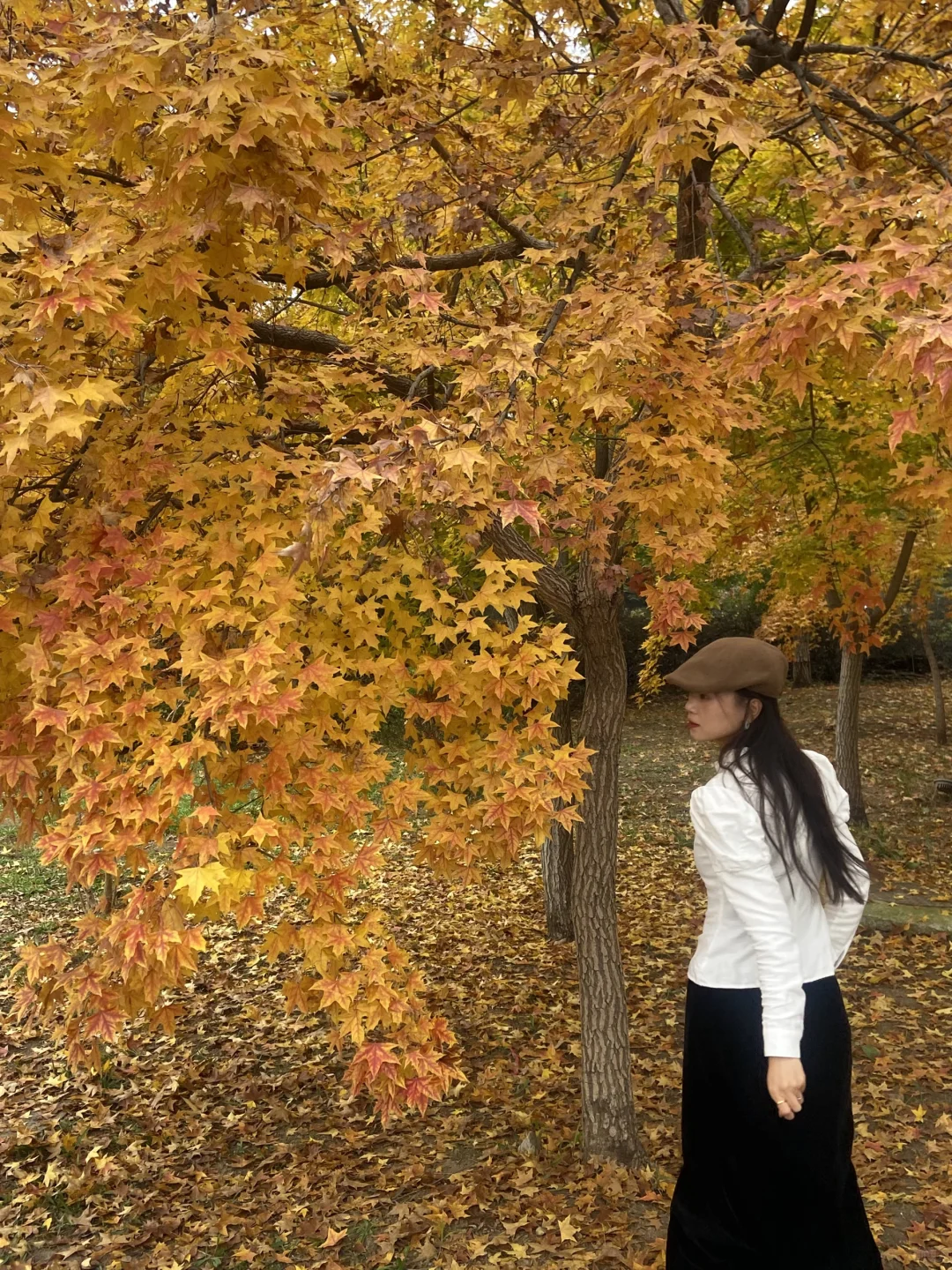 11.8实况！青岛最适合拍人像的枫叶🍁！