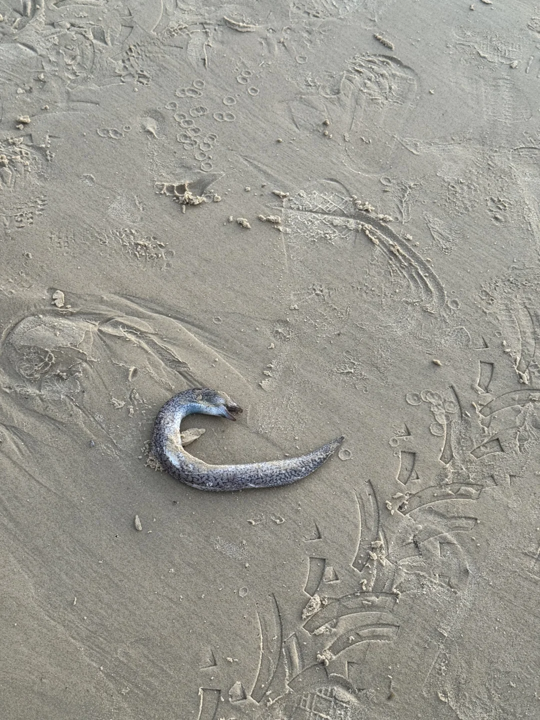 晨跑｜今天的暮光像新生一样