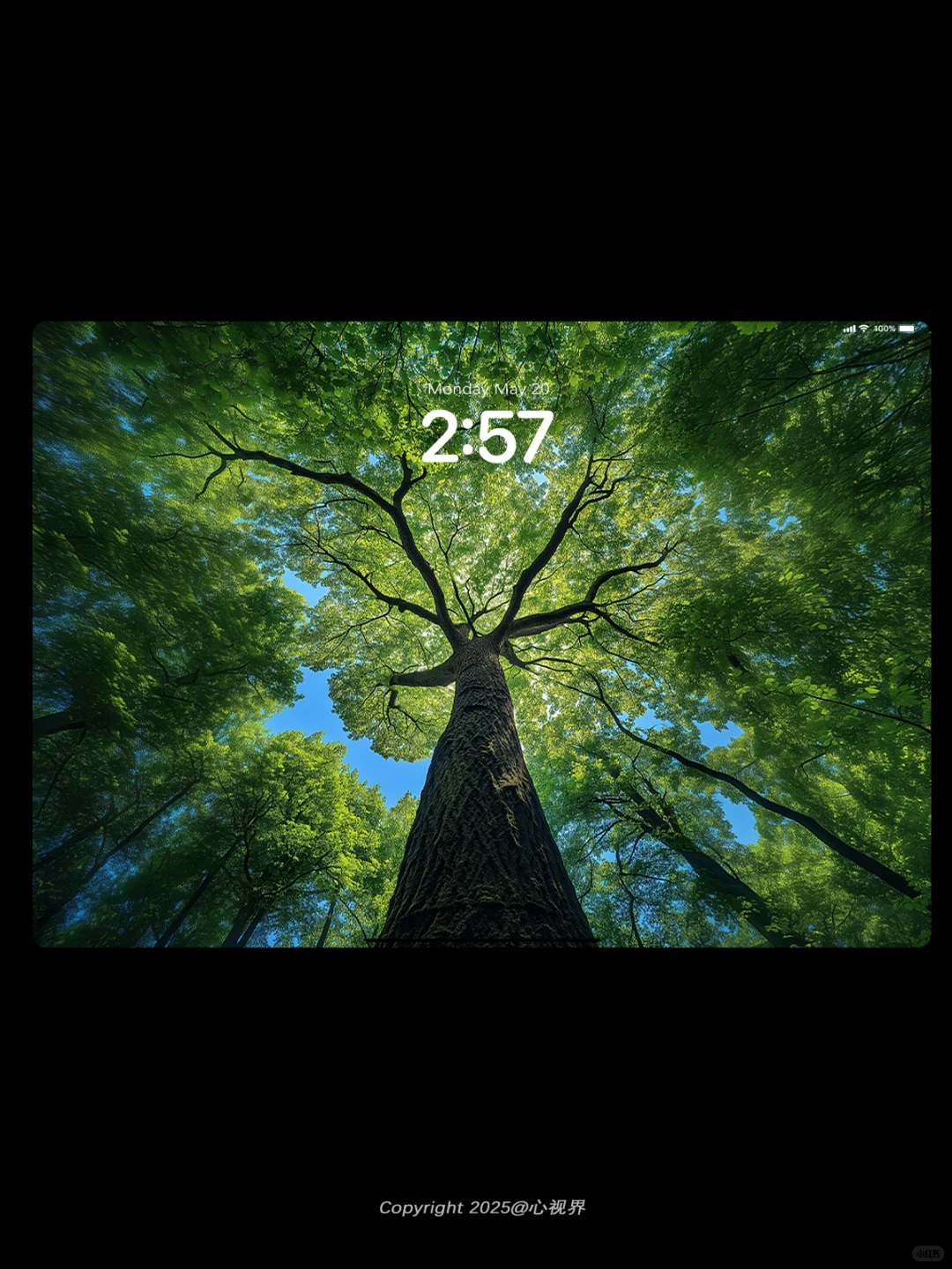 “生命总是向上生长🌳” | 079壁纸