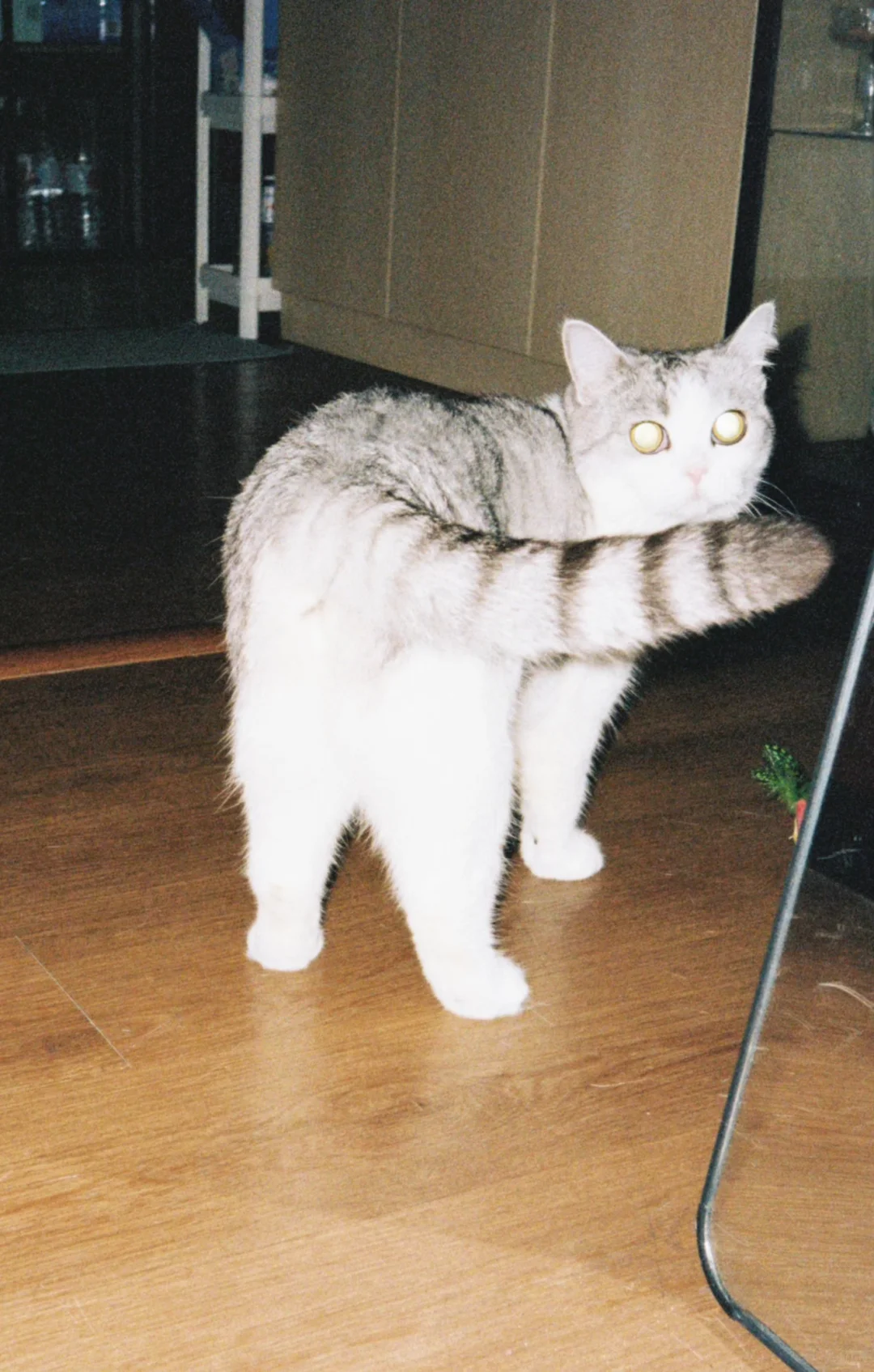 🎞️小猫咪私房照