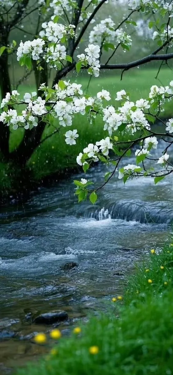 好运壁纸·每日通胜丨水木清华，碌柚叶祛霉