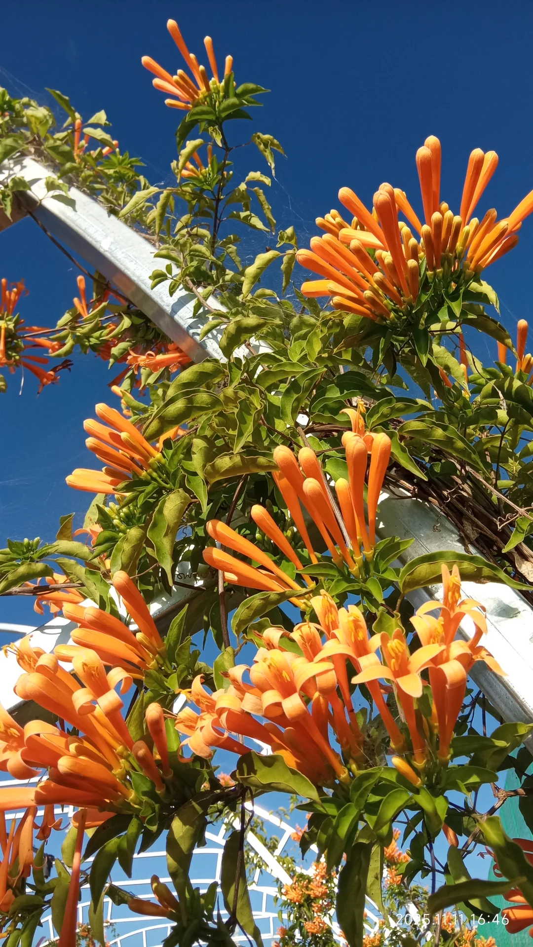 我们都是天使小女孩