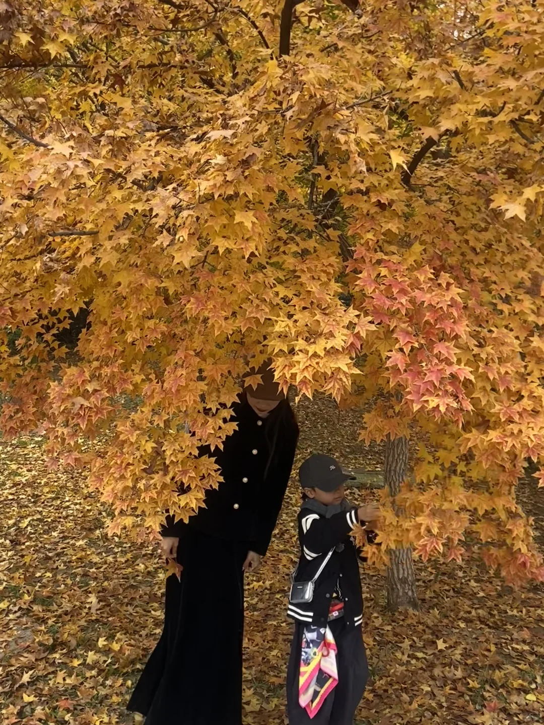 11.8实况！青岛最适合拍人像的枫叶🍁！