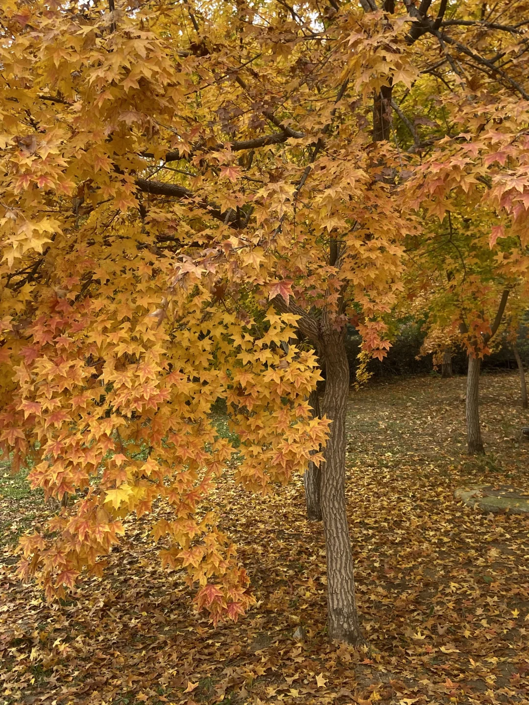11.8实况！青岛最适合拍人像的枫叶🍁！
