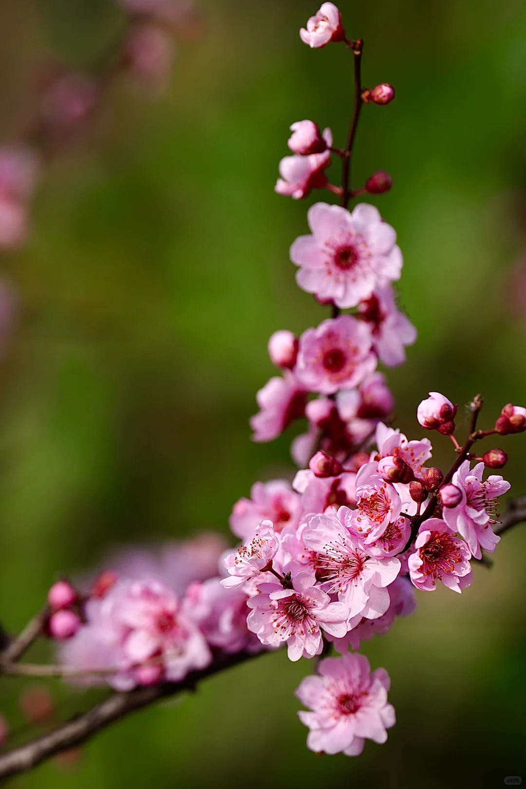 绯色流年｜美人梅（三）