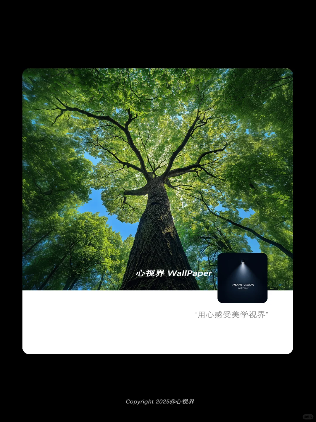 “生命总是向上生长🌳” | 079壁纸