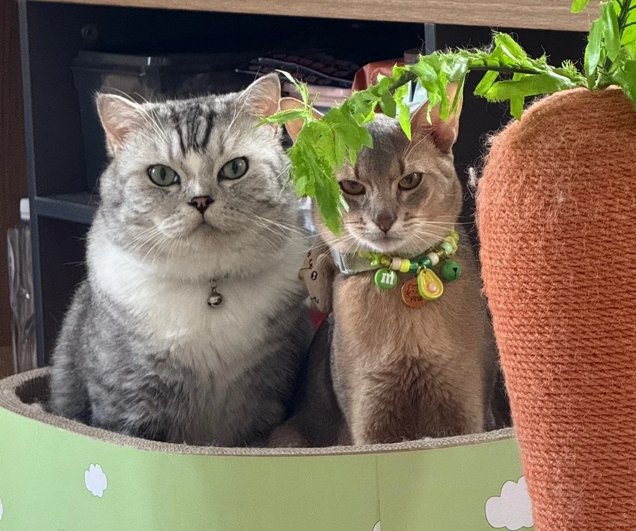 有想做美甲的美少女吗？