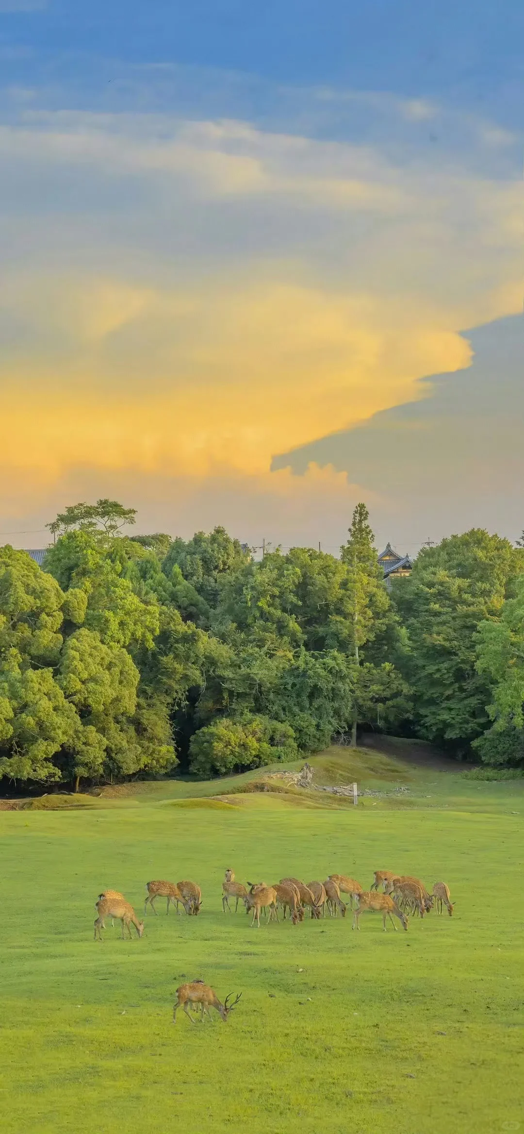 手机壁纸｜💚绿色清新护眼壁纸