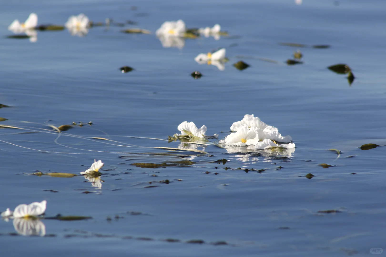 申请成为你的ipad壁纸！🩵🫧