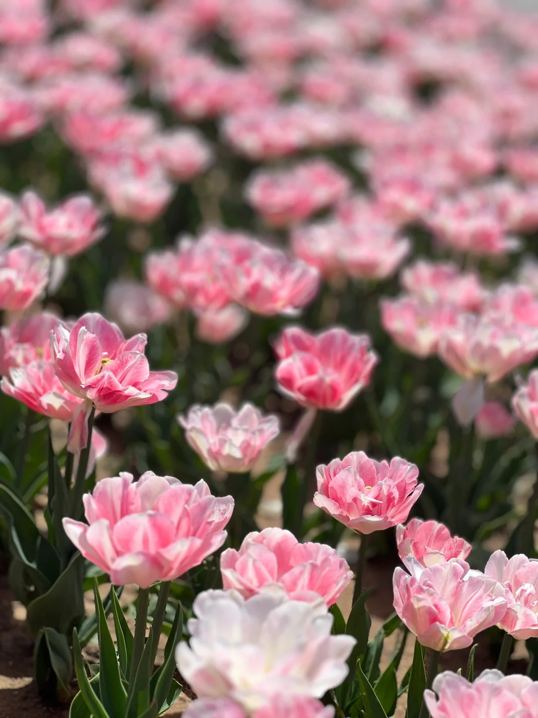 今天是38岁美少妇