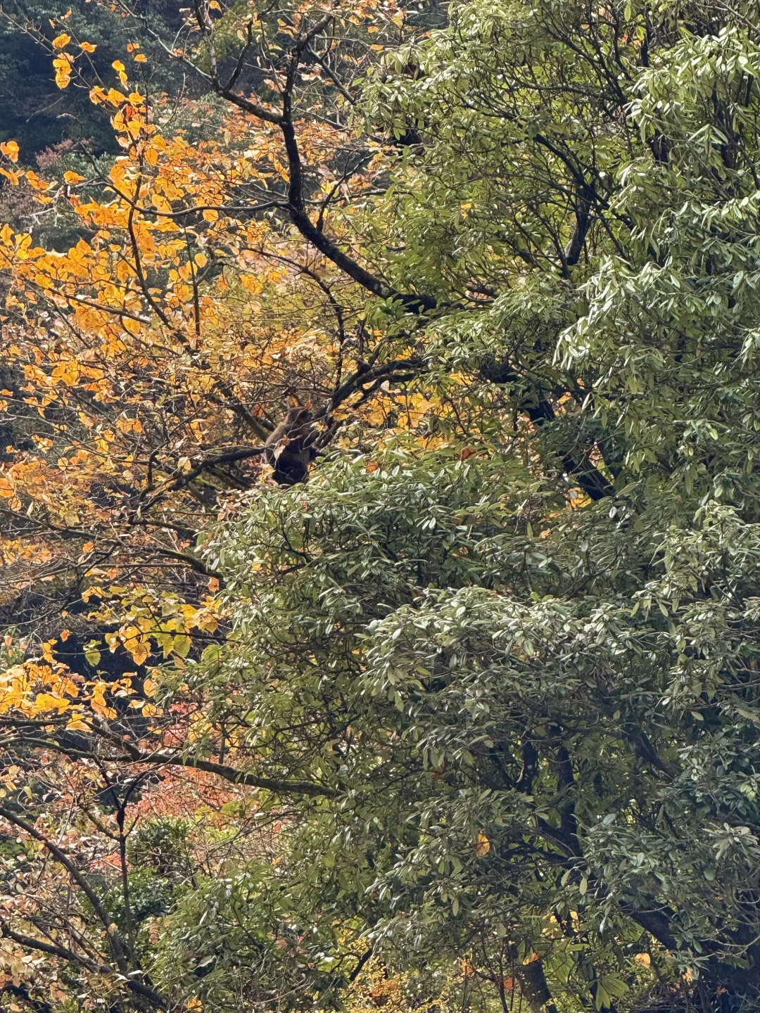 最后一抹秋黄，是写给冬天的序章。