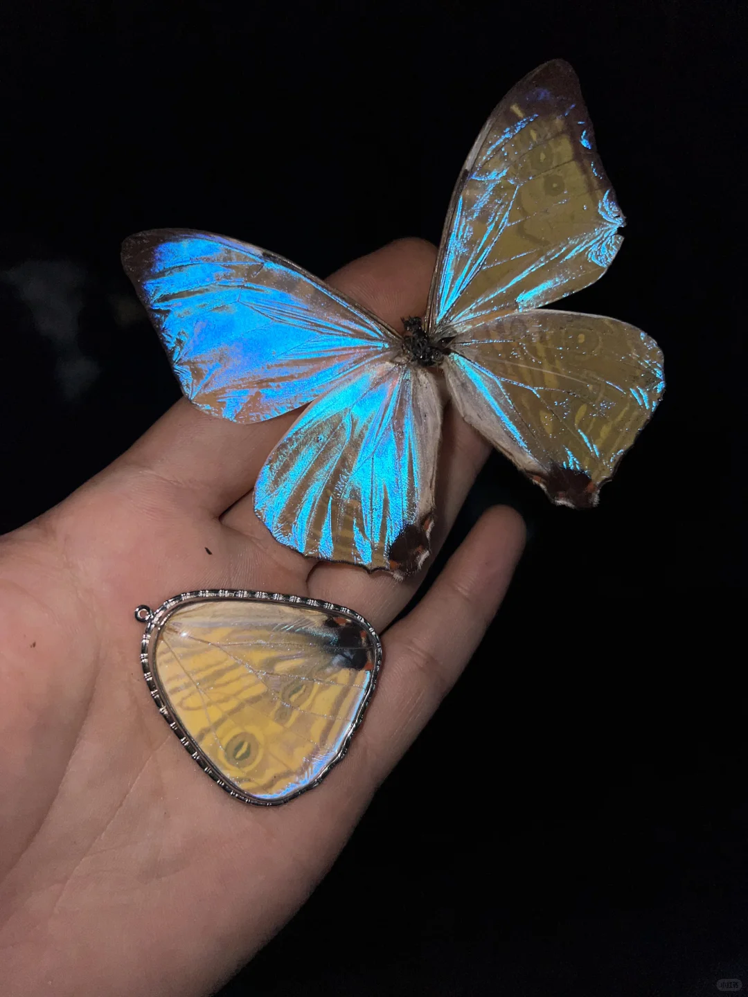 玩物丧志集上的新款｜ 闪蝶吊坠！