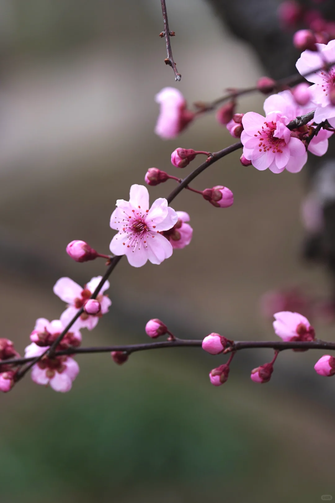 绯色流年｜美人梅（三）