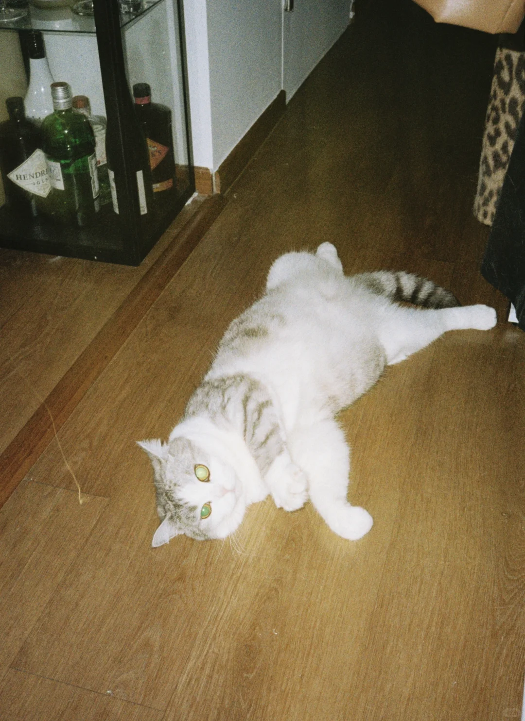 🎞️小猫咪私房照