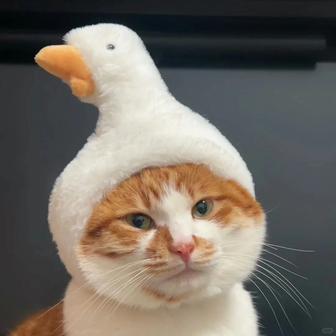 一般人刷不到的头像