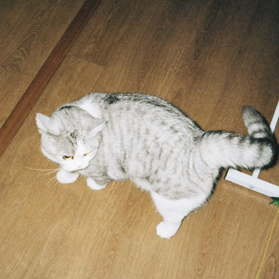 🎞️小猫咪私房照