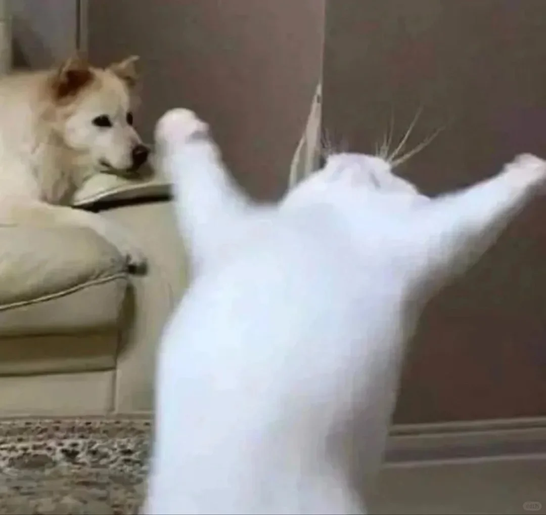 搞怪的贱贱的表情包