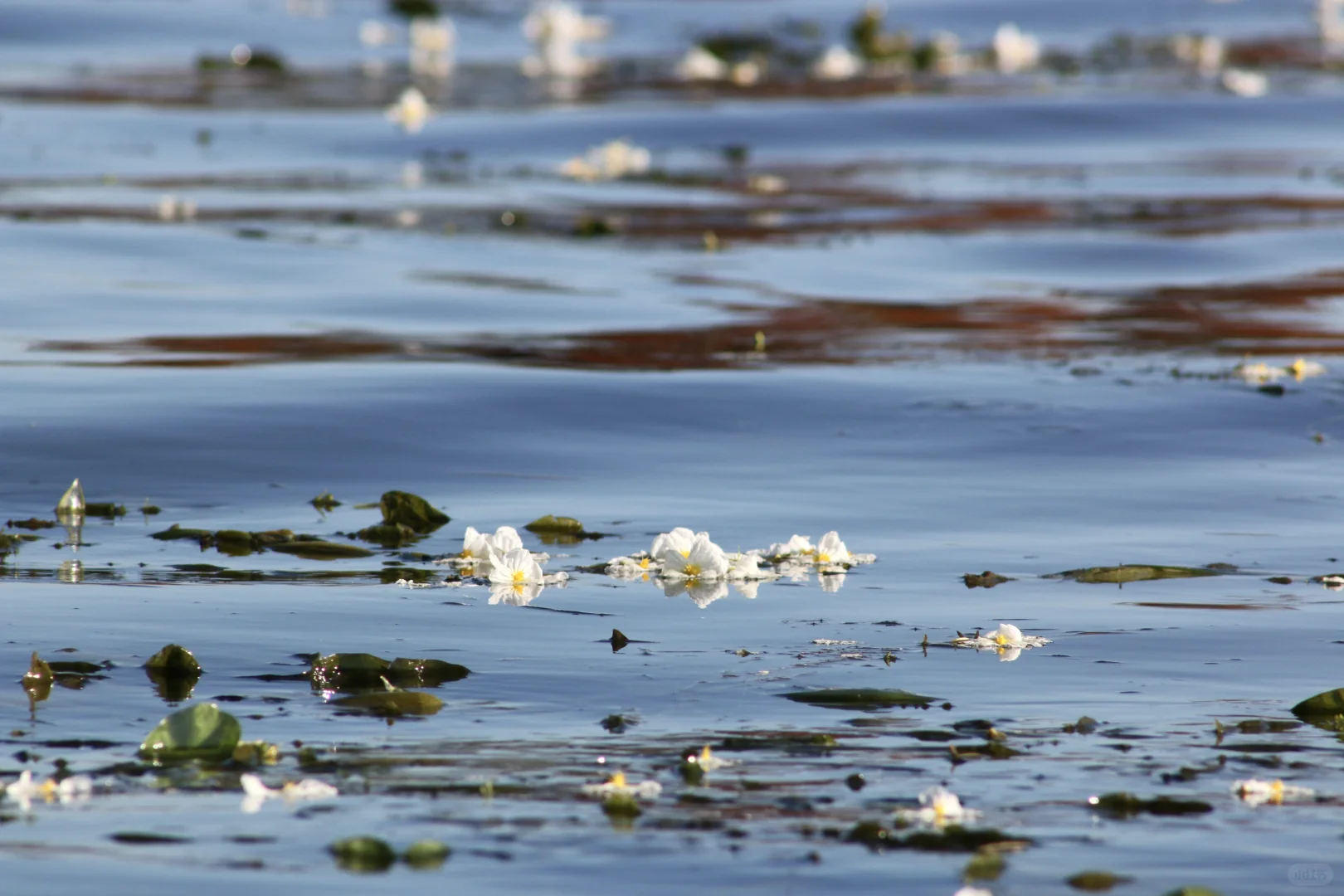 申请成为你的ipad壁纸！🩵🫧