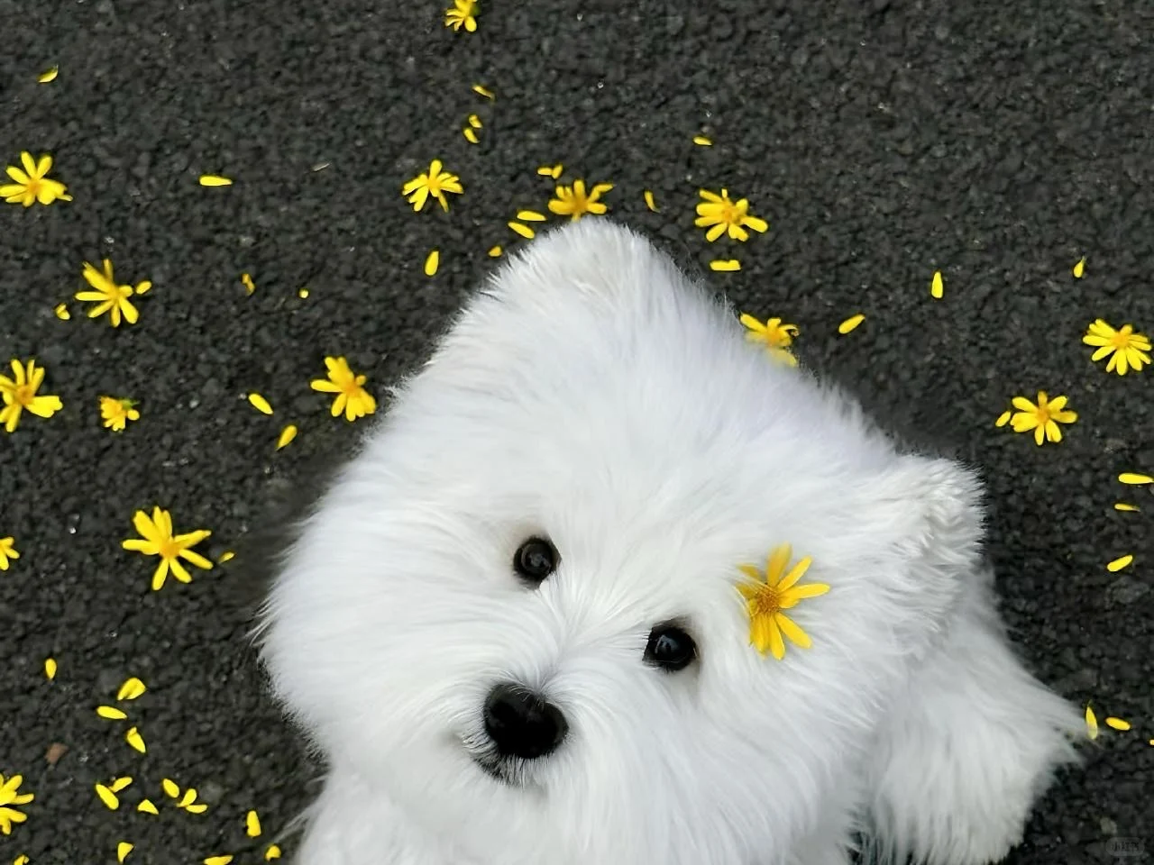 一组氛围感iPad/横屏/电脑壁纸 | 🍀 💓 🕌