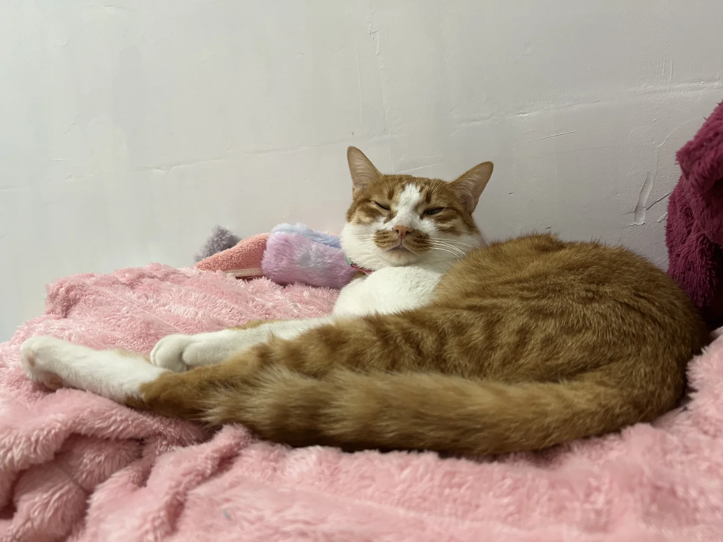 小猫睡觉也是妖娆