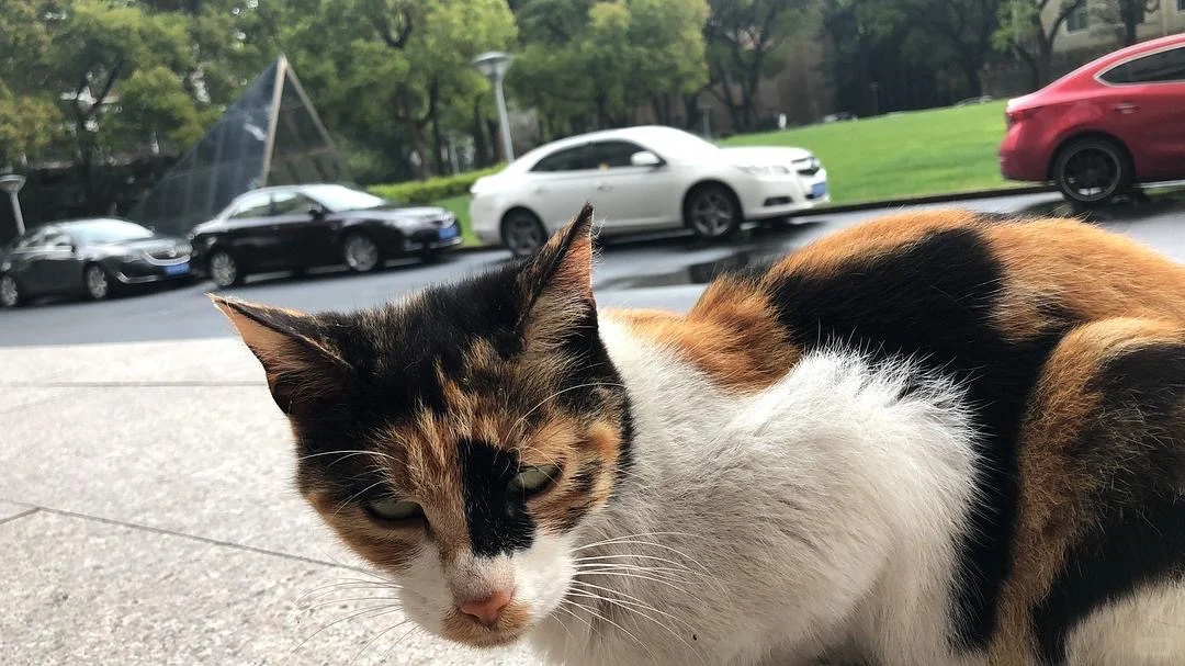 谁懂啊！这猫太有特色了