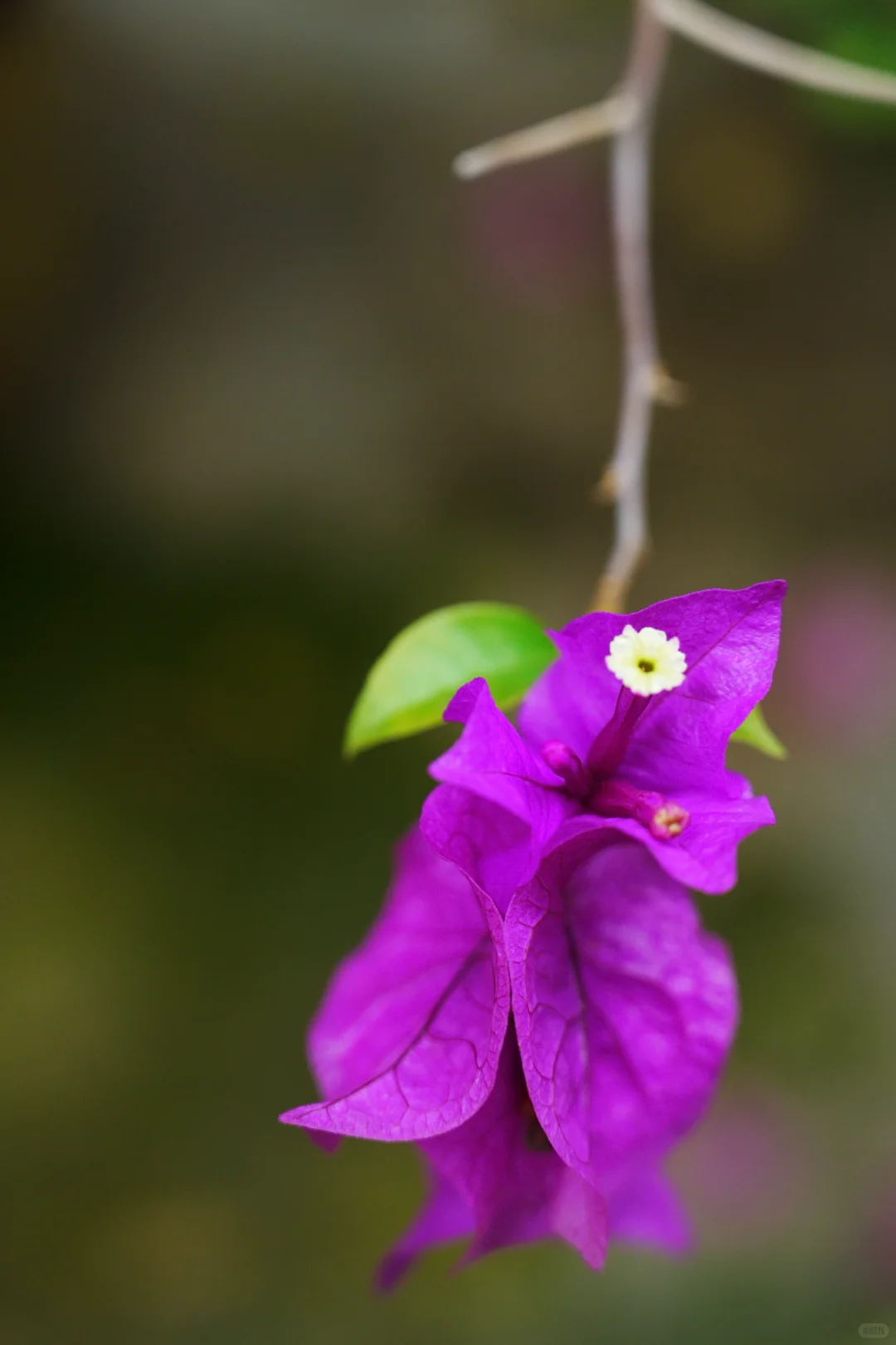 雨，未出门，拍自家的花～