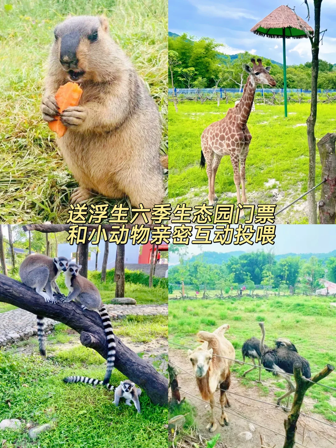 罗浮山！国庆699🉐住动物酒店！送早晚餐