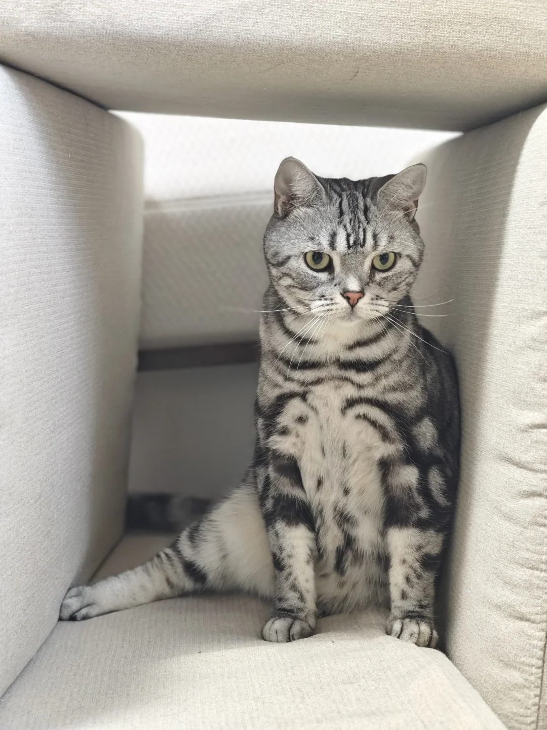 给大家表演一个劈叉喵