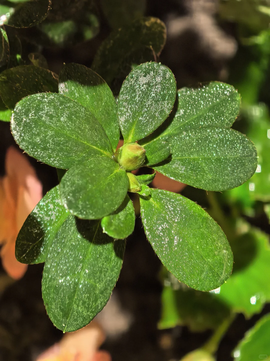 娇艳欲滴🌸🌼🌺