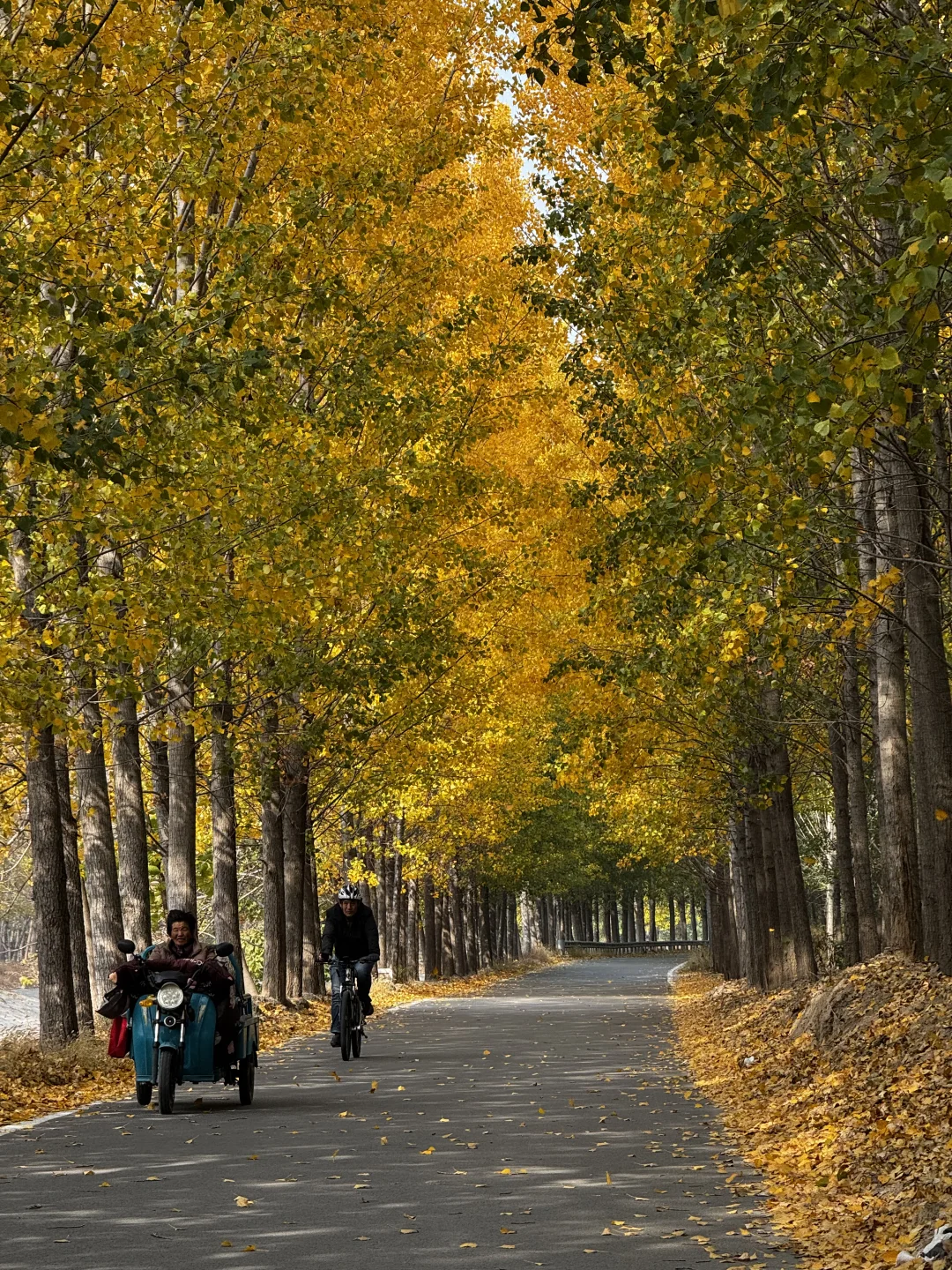 打卡聊城秋天最佳观赏地🍂