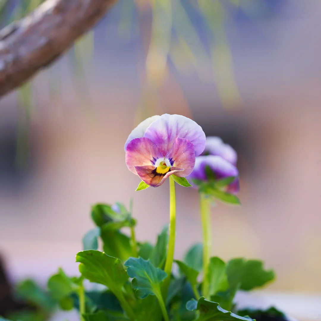 青之幻想和妖艳小花