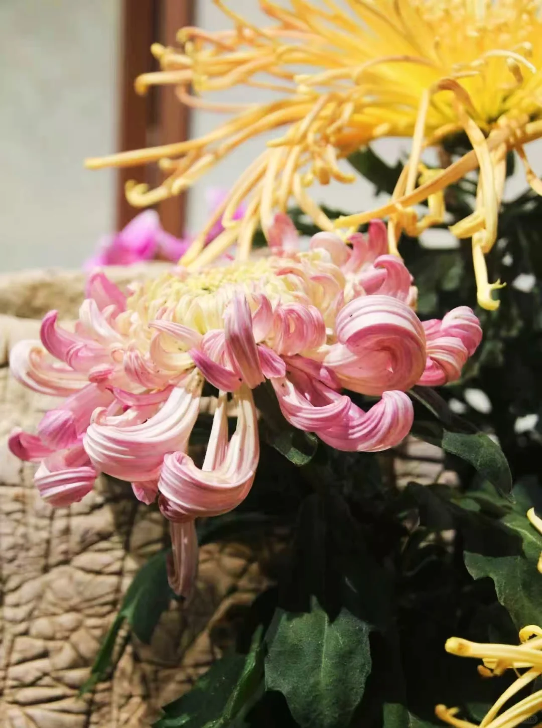 狮子林菊花展｜最是人间富贵花