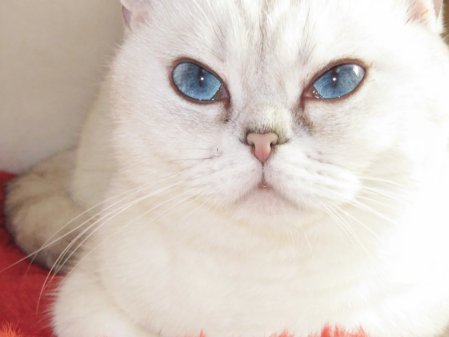 这ccd拍的也太美了吧