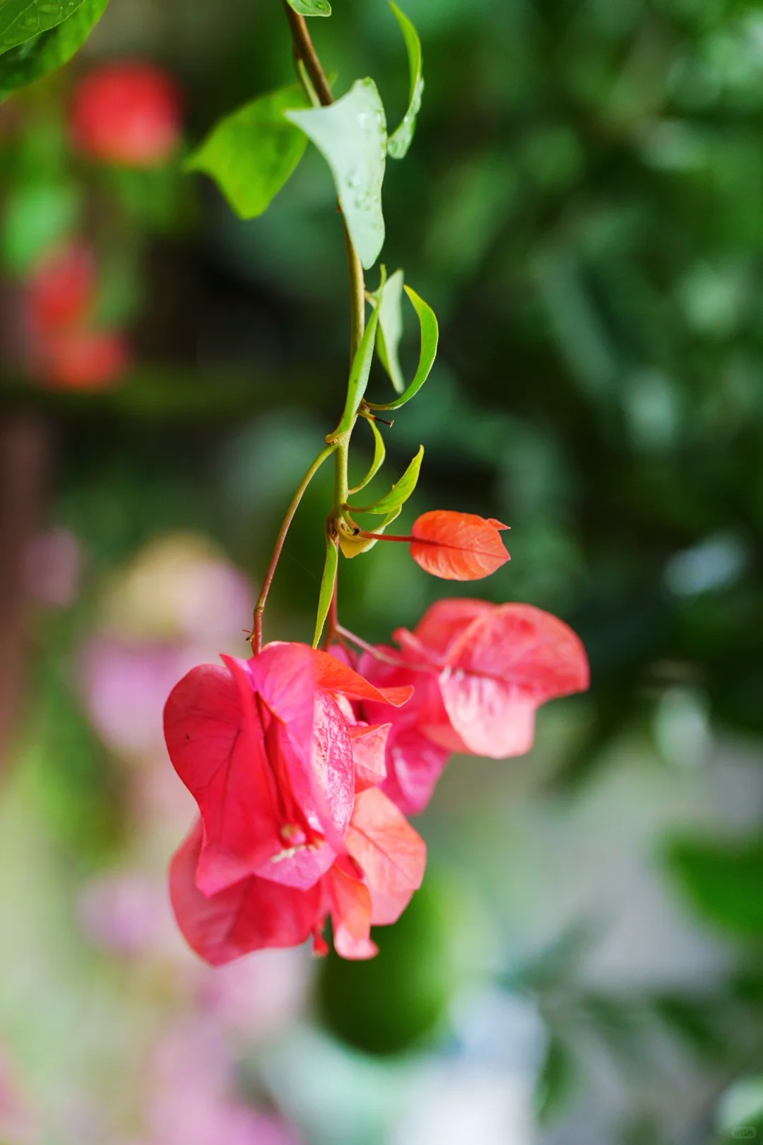 雨，未出门，拍自家的花～