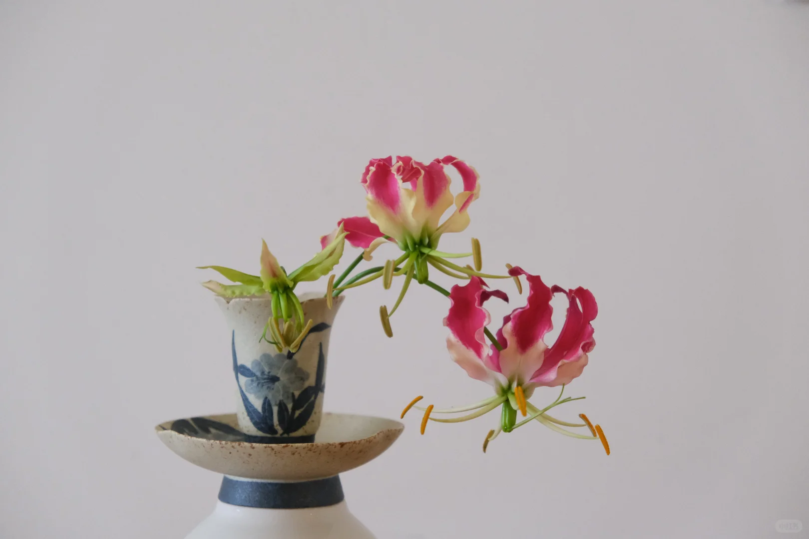 一碗一碟一杯一嘉兰